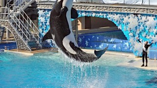 blackfish documental gabriela cowperthwaite directora