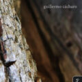 Forastero de mí poesía guillermo Cácharo poeta